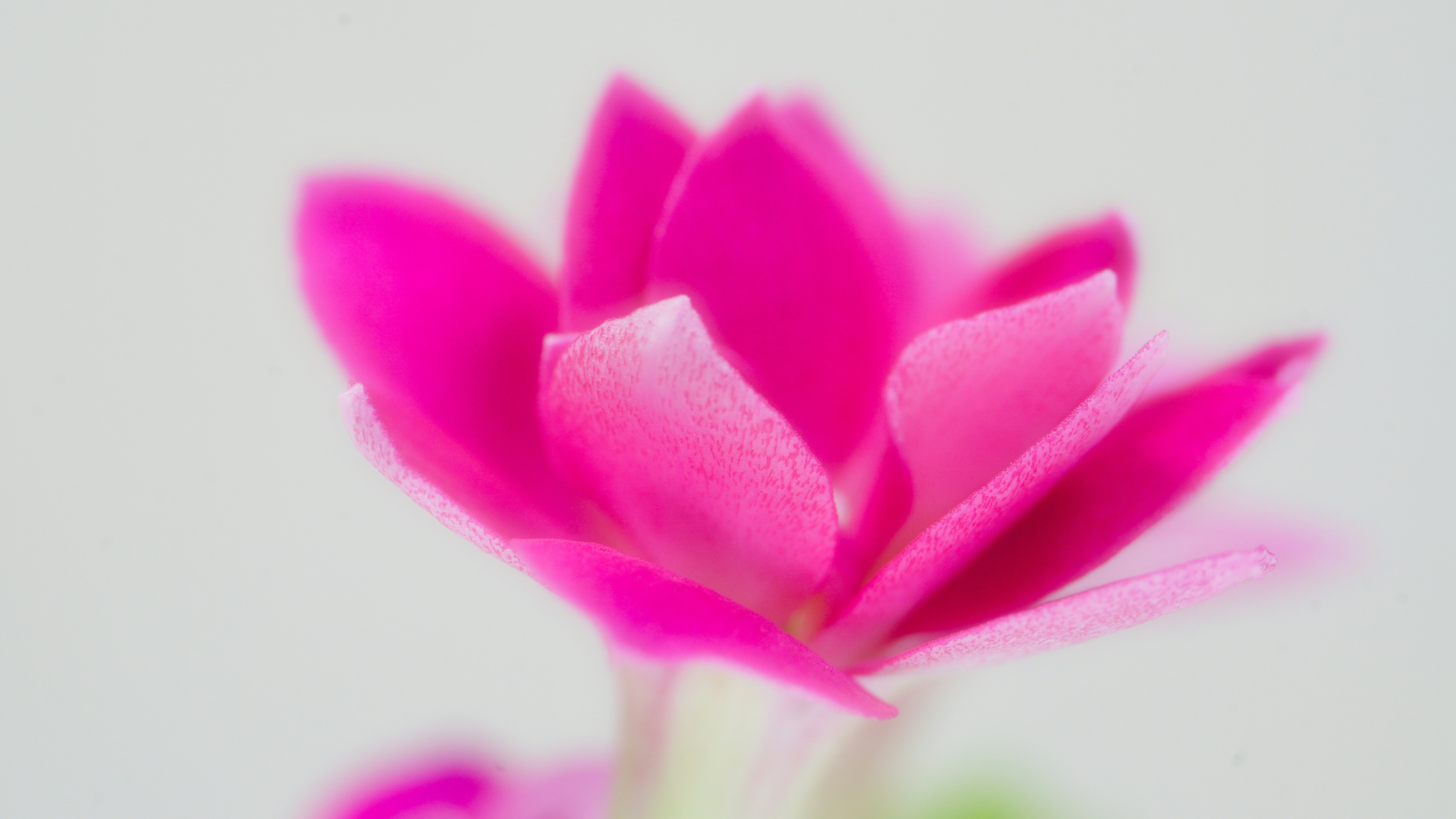 purple flower in white background magenta teams background