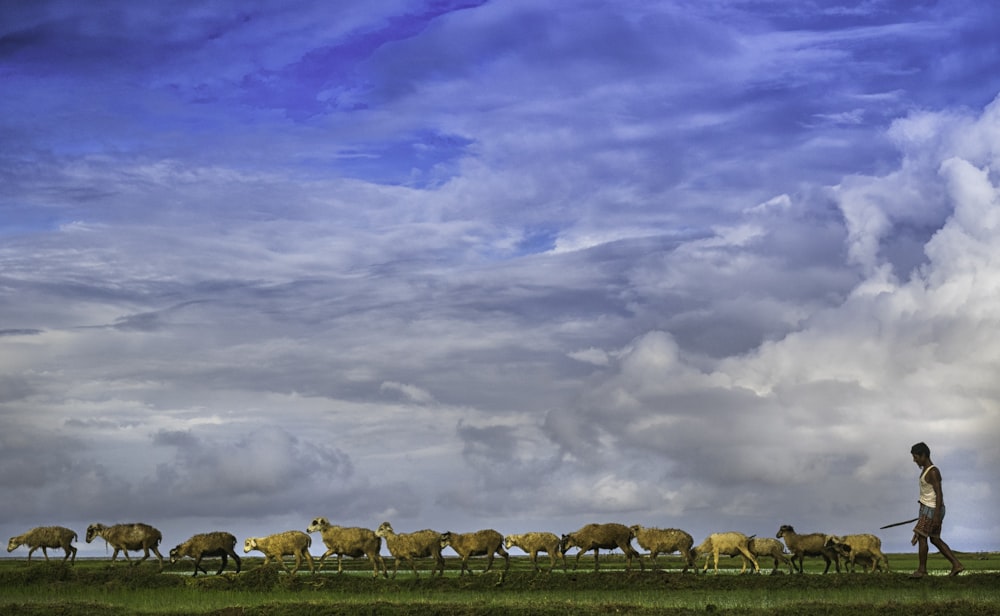 brown sheep on green grass field under white clouds and blue sky during daytime