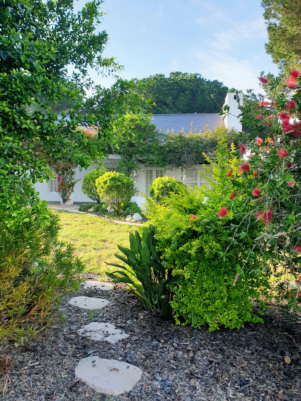 Plantes vertes et arbres près du plan d’eau pendant la journée