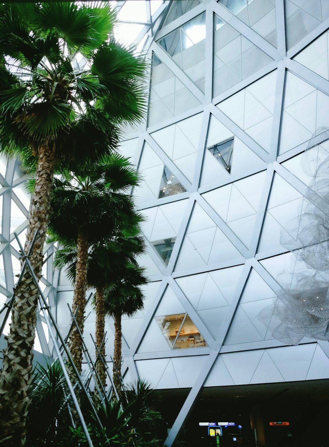 green pine tree near white glass window