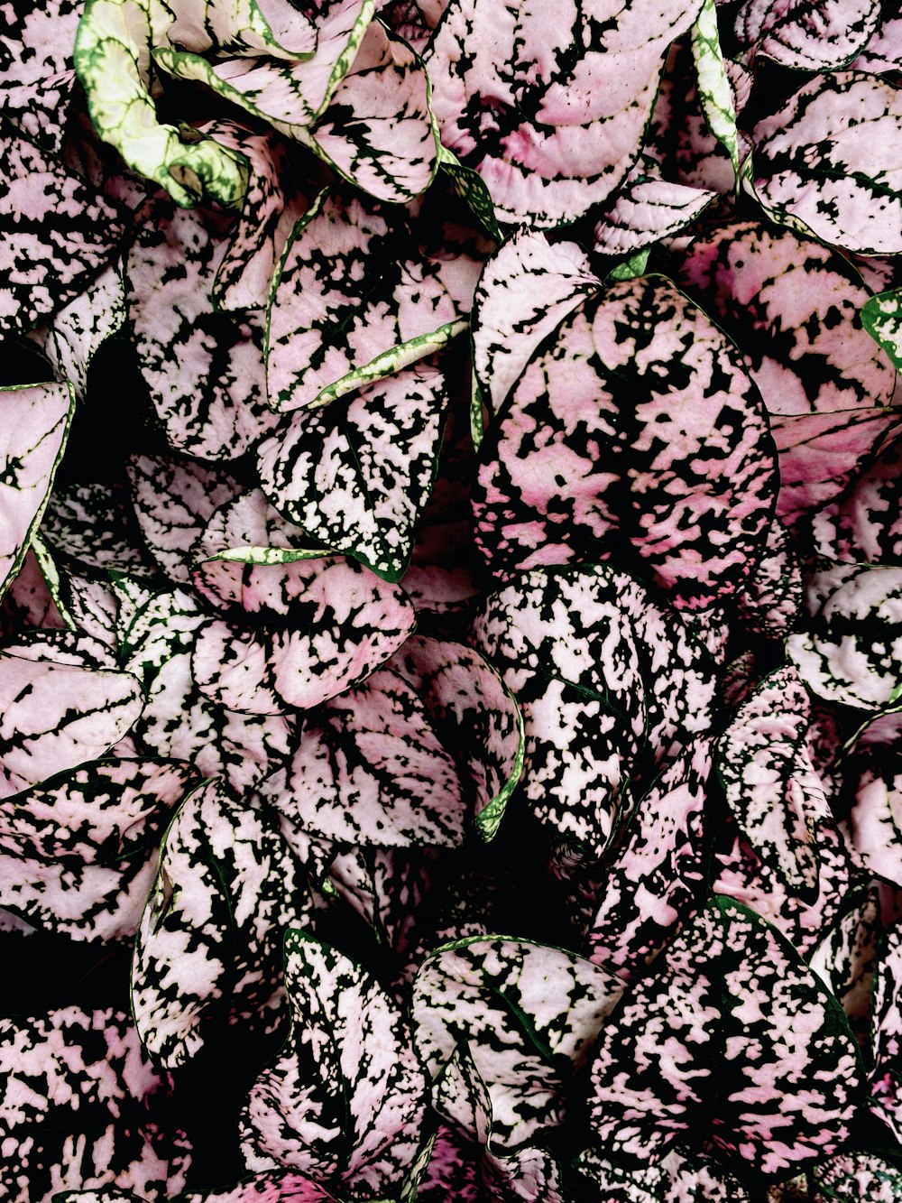 black and white floral textile