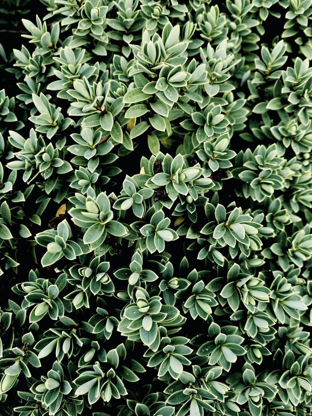 green plant with white flowers