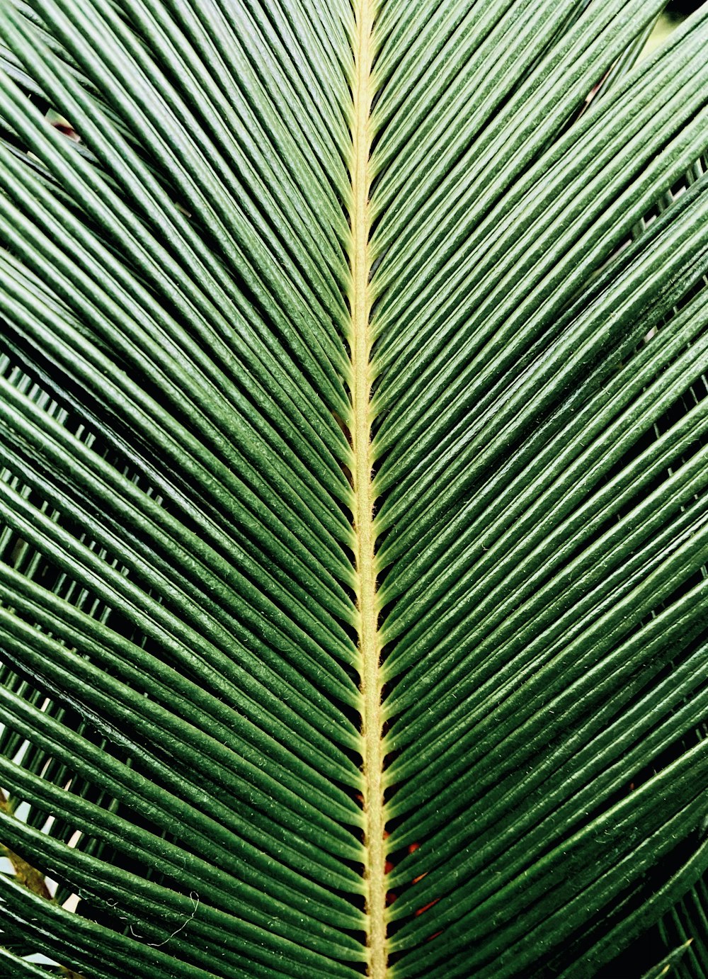 green and brown leaf plant