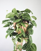 green plant on white wall