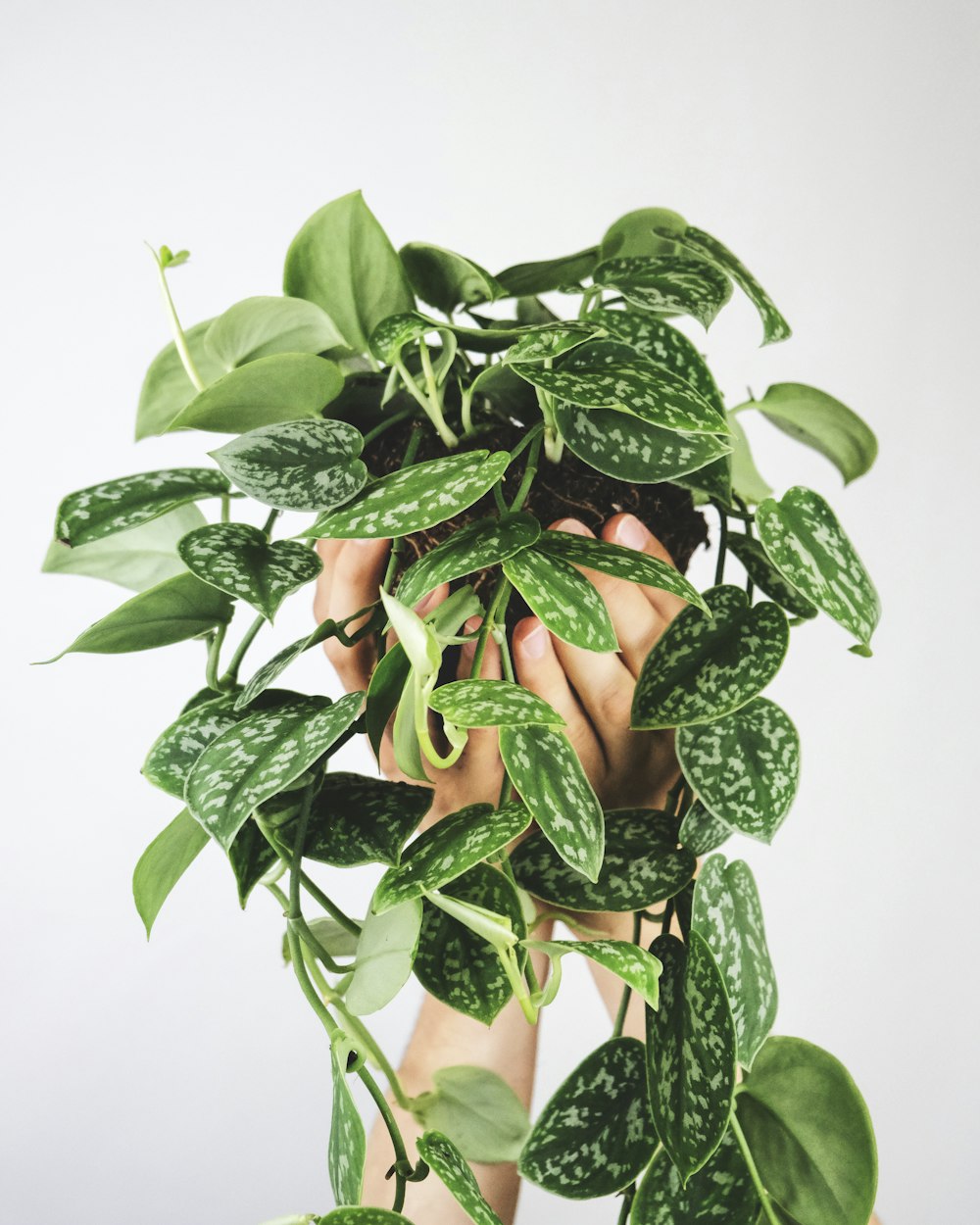 green plant on white wall