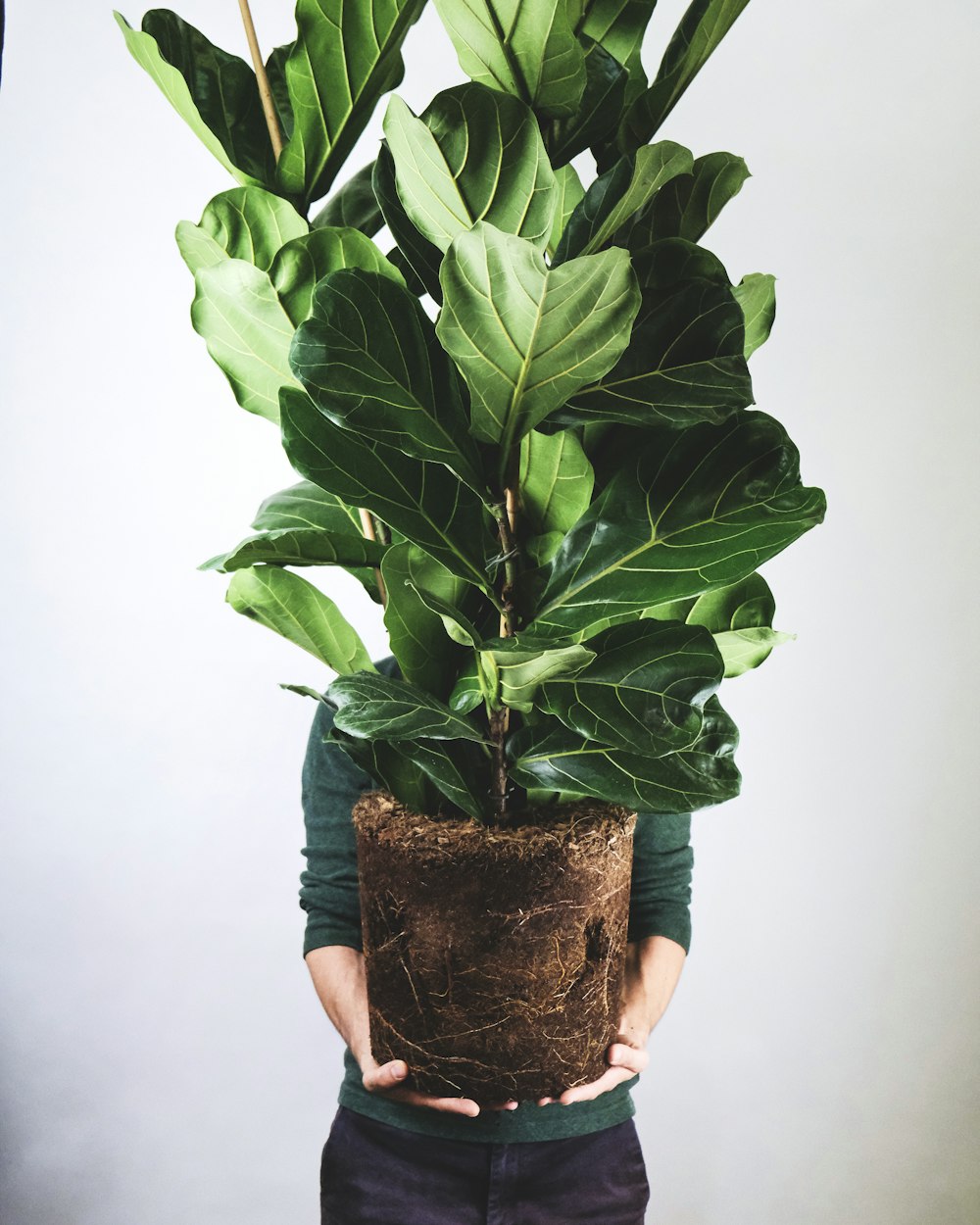 green plant on brown clay pot