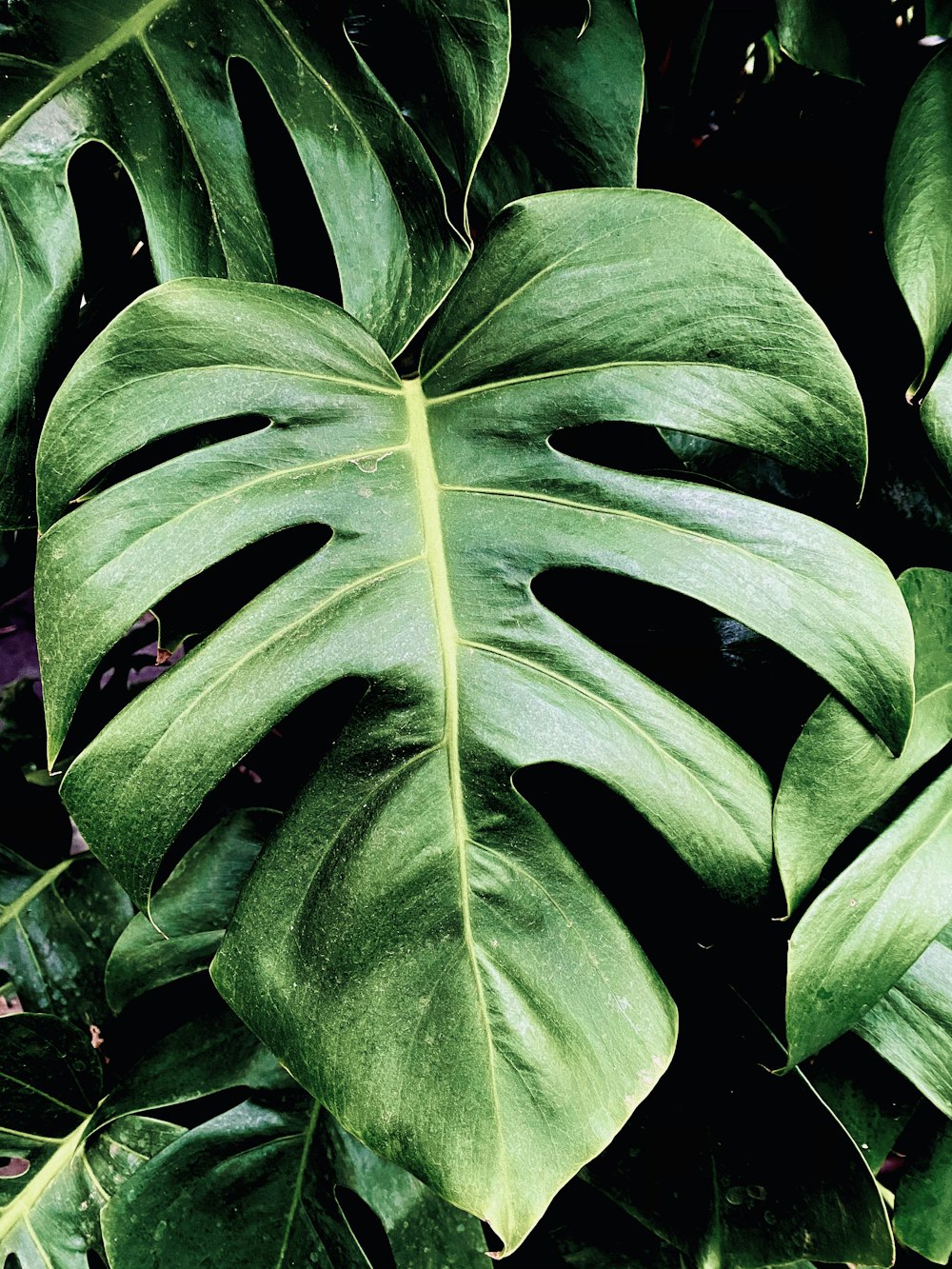 plante à feuilles vertes pendant la journée