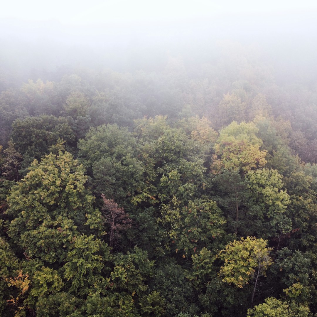 green trees under white sky during daytime