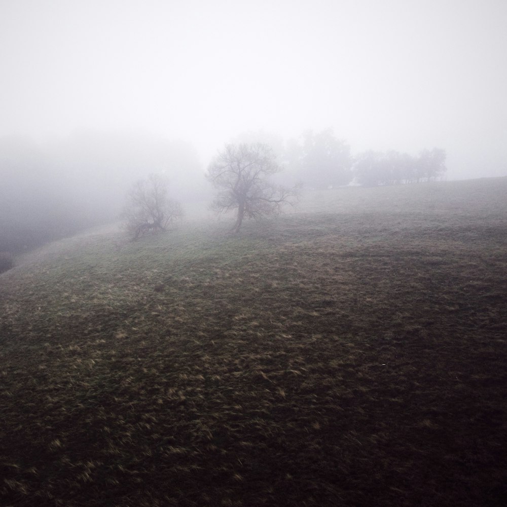 green grass field with trees