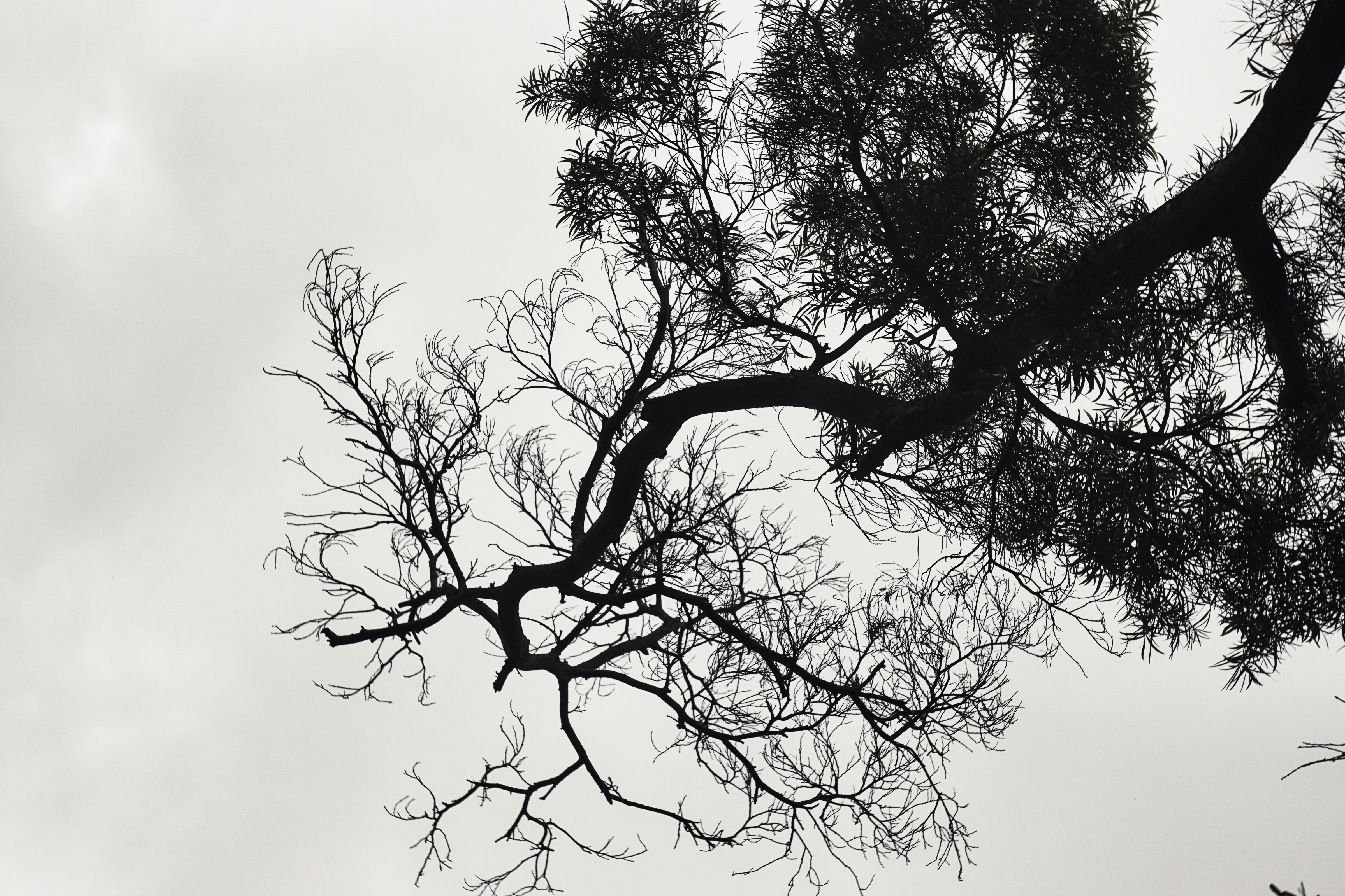 Photo by thomaskinto