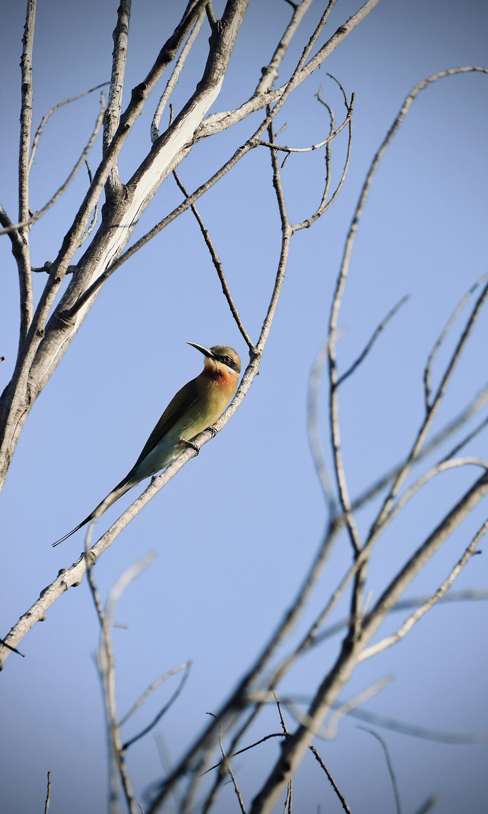 green and brown bird on brown tree branch during daytime