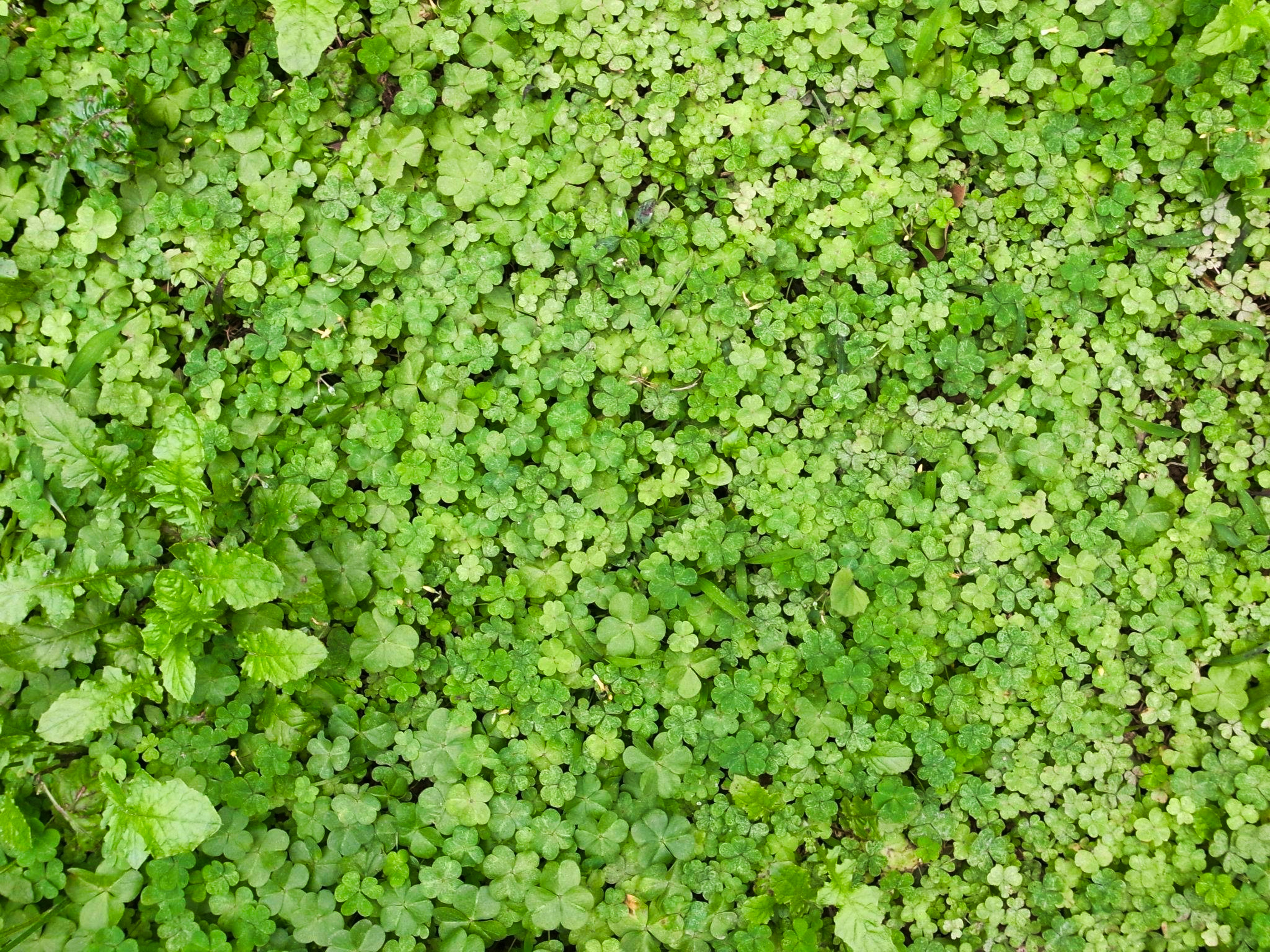 green leaves on brown soil potted plant teams background