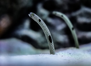 black and white snake on black rock