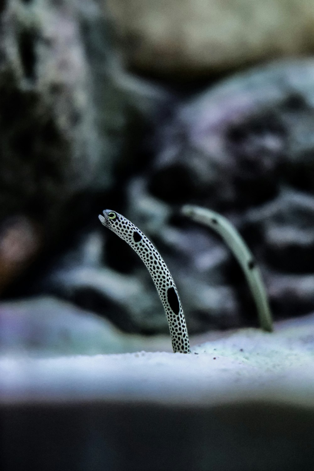 black and white snake on black rock