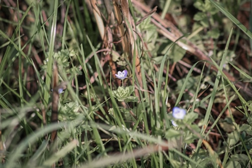 Close-up of native grasses and flowers flourishing in a rehabilitated grassland.