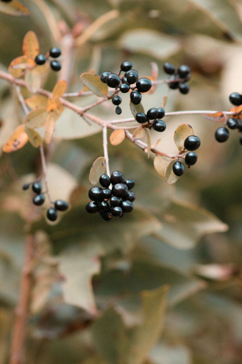 Frutos redondos negros y marrones