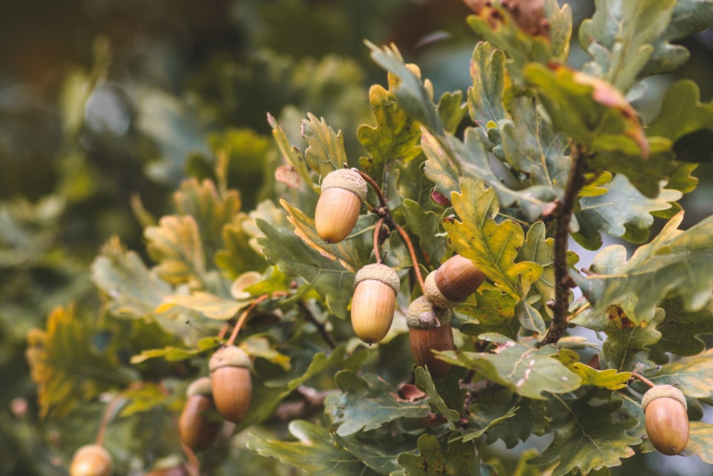 Frutta marrone su foglie verdi durante il giorno