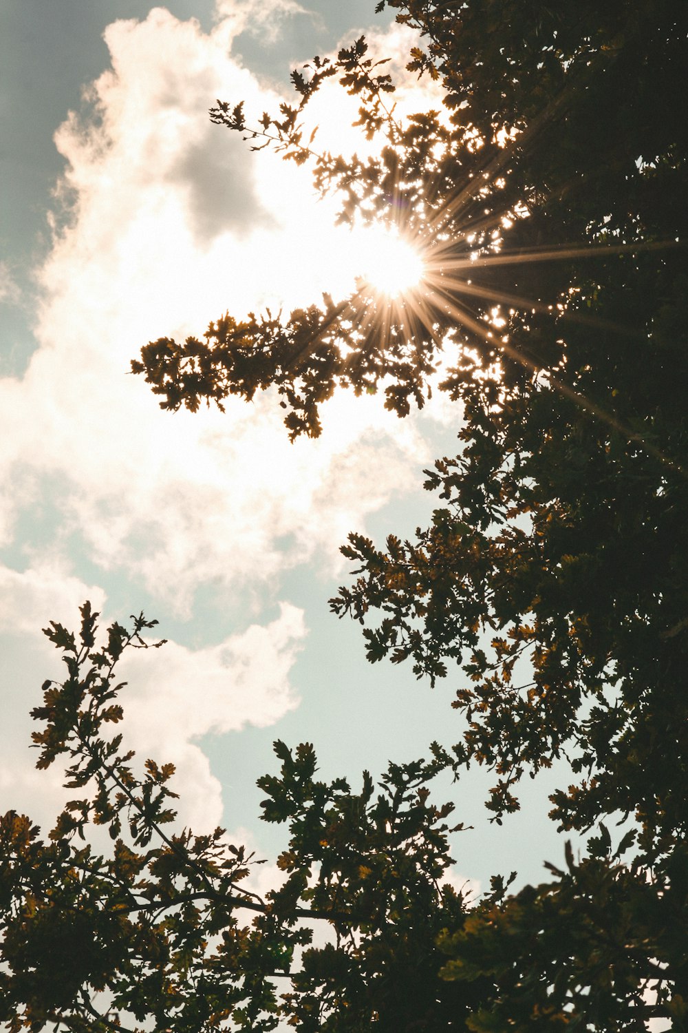 vista del ojo de los gusanos de los árboles verdes bajo el cielo nublado durante el día