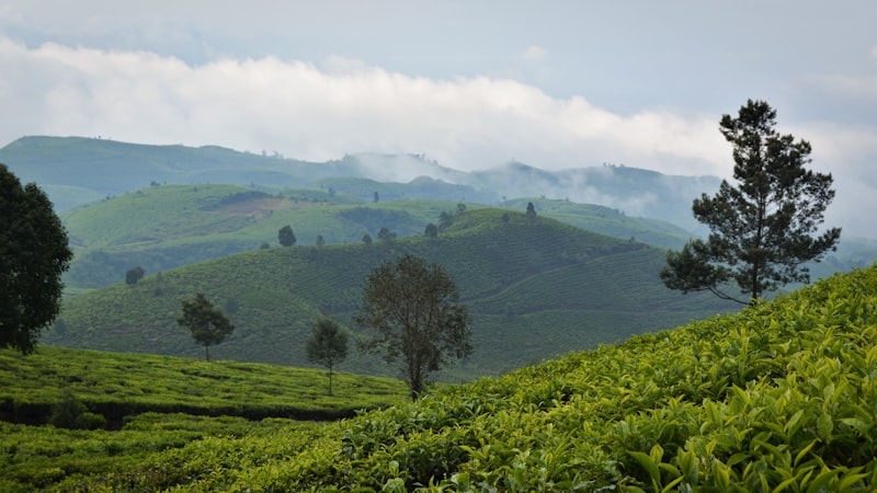 Suasana sejuk wisata kebun teh dengan pepohonan hijau