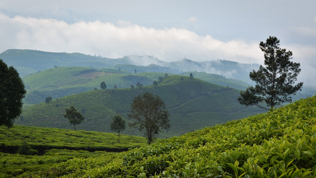 Trekking the Tea Trails: How Far Travelers Will Go for an Authentic… — Trekking the Tea Trails