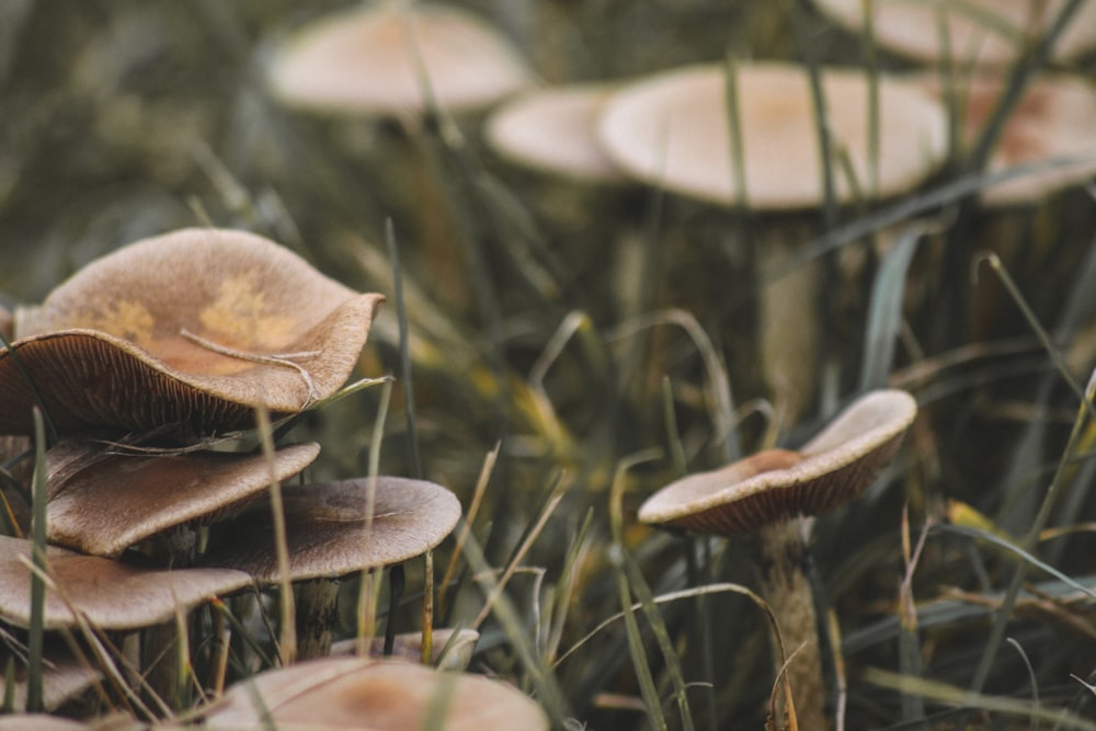 brown and white mushroom in close up photography