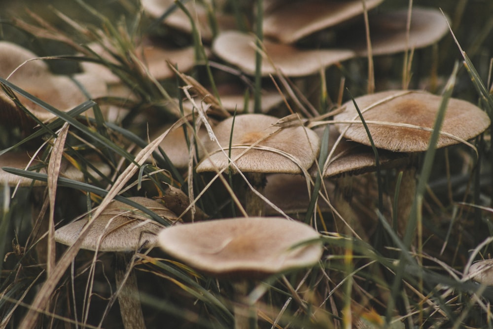 brown mushroom in close up photography