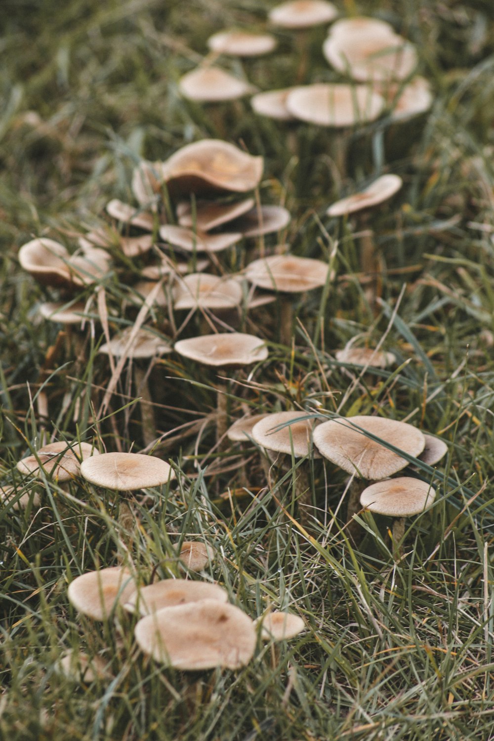 brown mushrooms on green grass during daytime