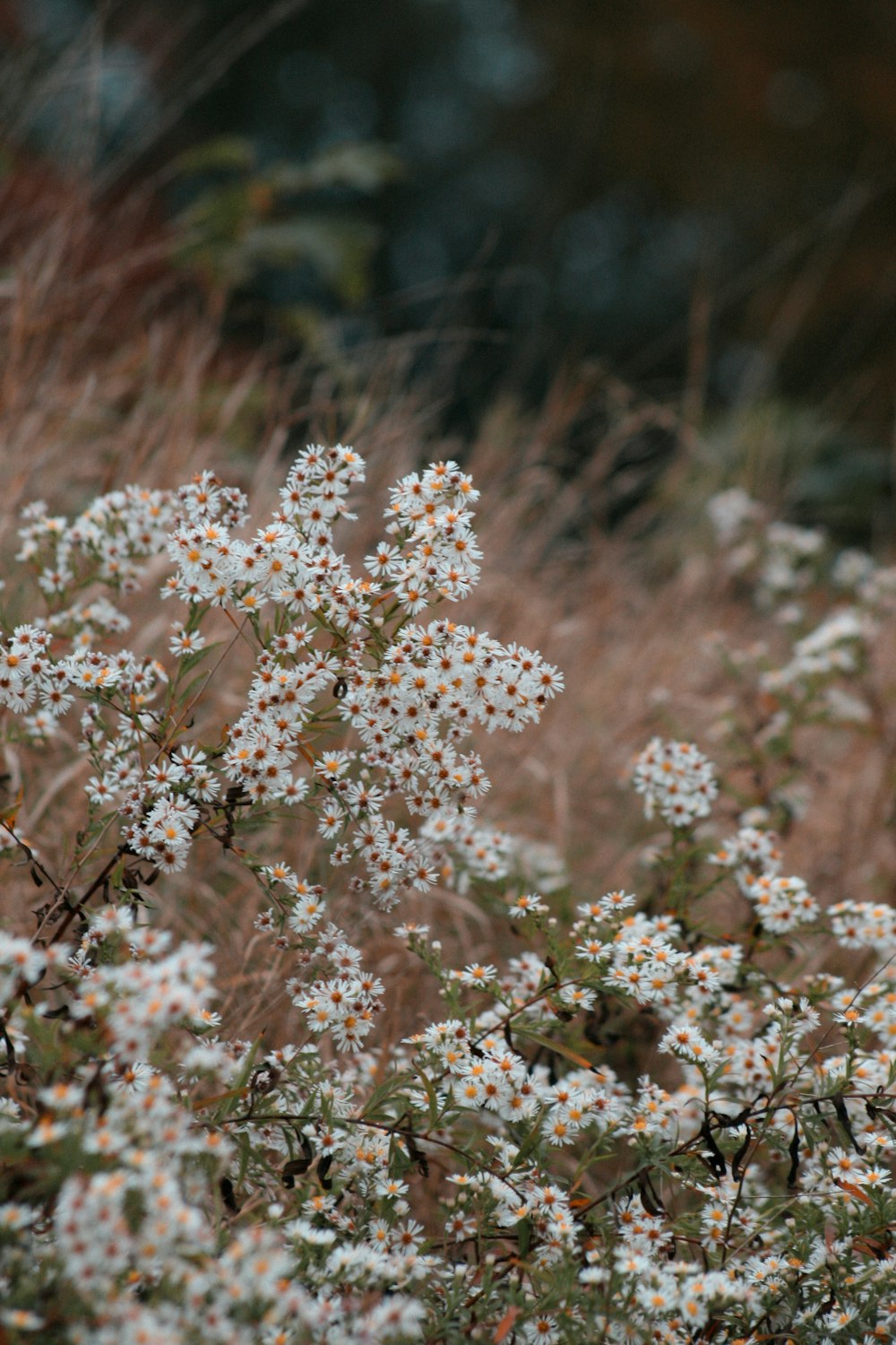 Flores blancas en lente de cambio de inclinación