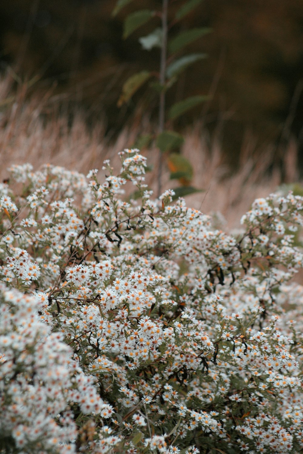 white flowers in tilt shift lens