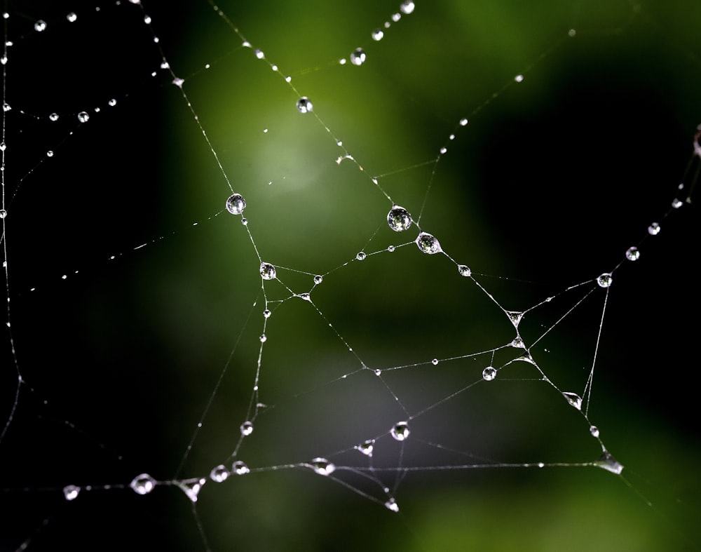 water droplets on spider web in close up photography