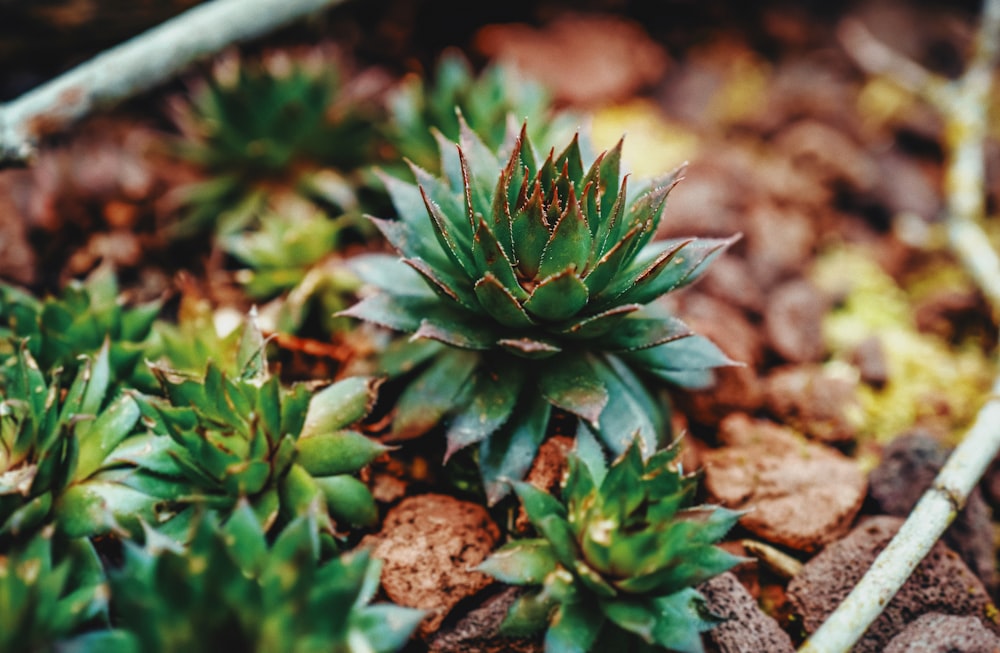 green and brown plant in close up photography