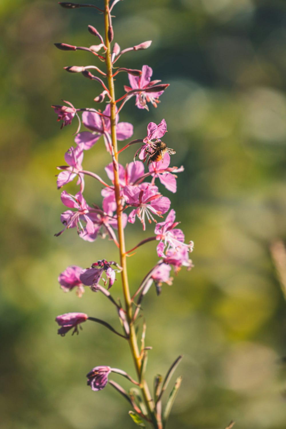 pink flowers in tilt shift lens