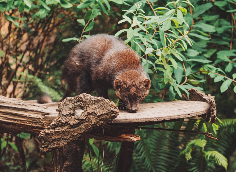 brown and black animal on brown wooden plank