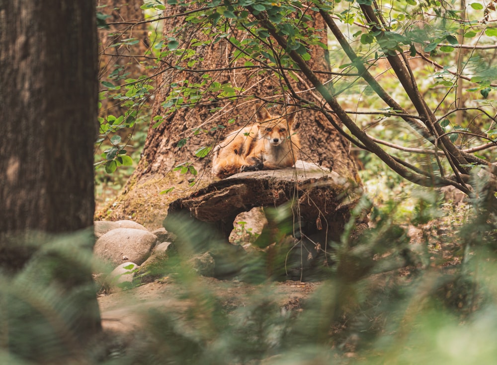 brown lioness on brown tree branch during daytime