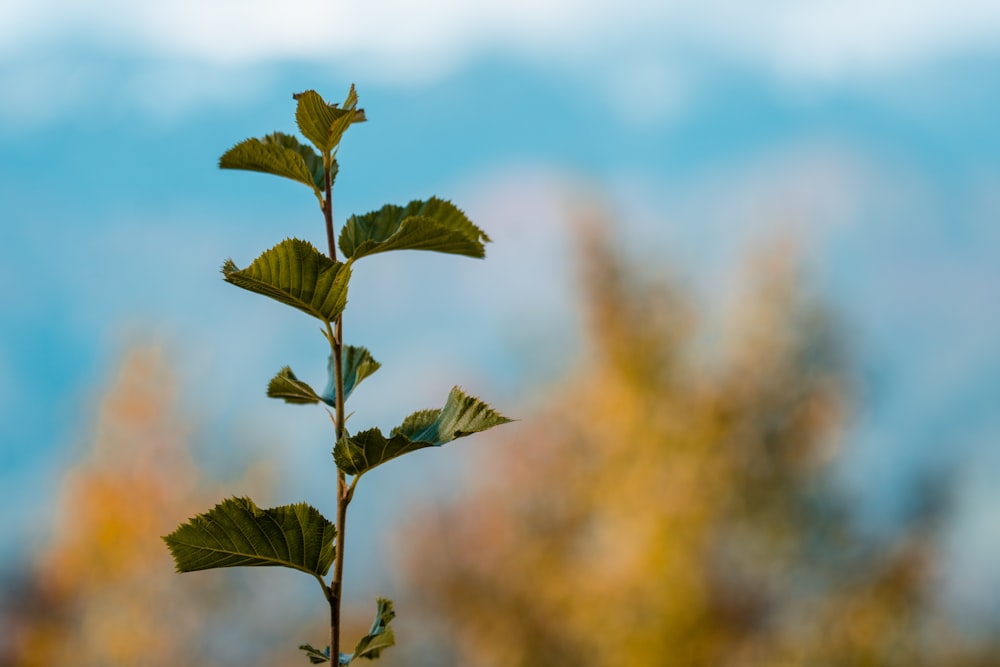 green plant under blue sky during daytime