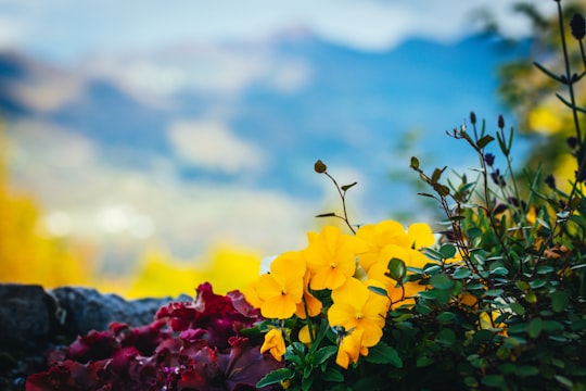 yellow flowers with green leaves during daytime in Kamnik Slovenia