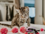 A small tabby kitten is curiously playing with colorful toys, including red and purple pom-poms, on a soft surface. The setting appears cozy and intimate, with blurred background elements.