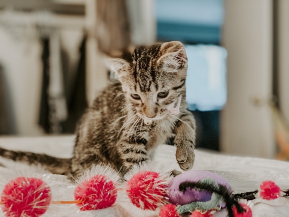 A small tabby kitten is curiously playing with colorful toys, including red and purple pom-poms, on a soft surface. The setting appears cozy and intimate, with blurred background elements.