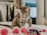 A small tabby kitten is curiously playing with colorful toys, including red and purple pom-poms, on a soft surface. The setting appears cozy and intimate, with blurred background elements.