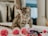 A small tabby kitten is curiously playing with colorful toys, including red and purple pom-poms, on a soft surface. The setting appears cozy and intimate, with blurred background elements.