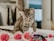 A playful kitten chasing a feather, surrounded by colorful toys.