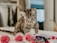 A happy cat playing with colorful toys in a cozy living room.