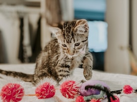 A small tabby kitten is curiously playing with colorful toys, including red and purple pom-poms, on a soft surface. The setting appears cozy and intimate, with blurred background elements.