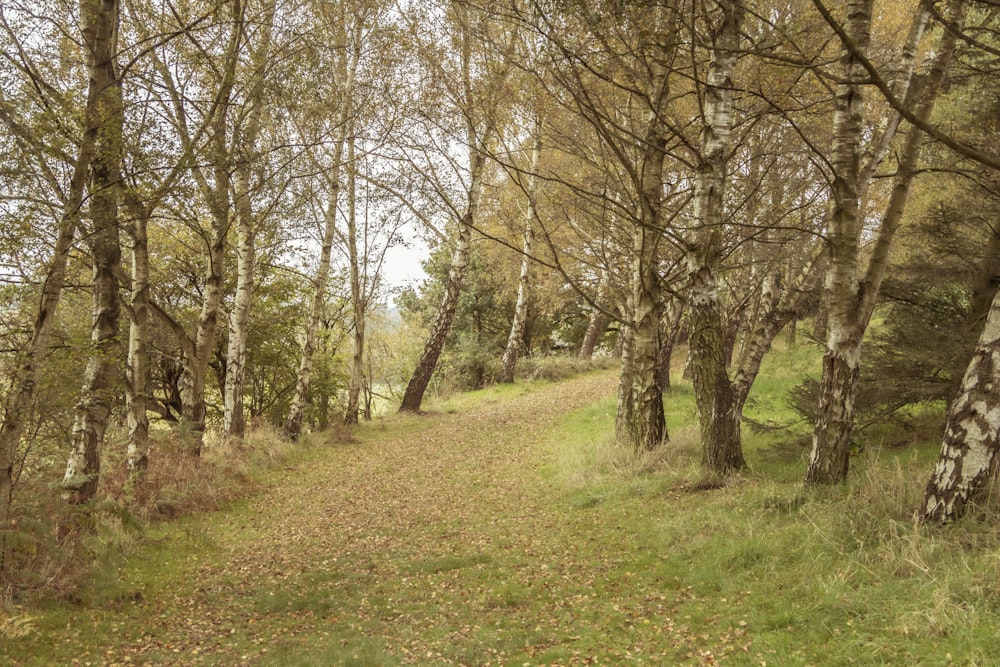 green grass field with trees