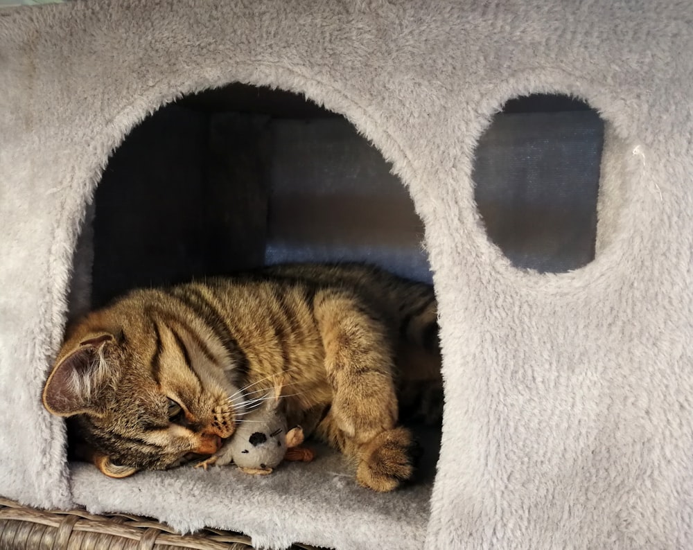 brown tabby cat lying on white textile