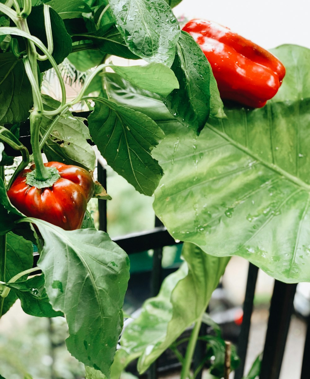 red and green bell pepper