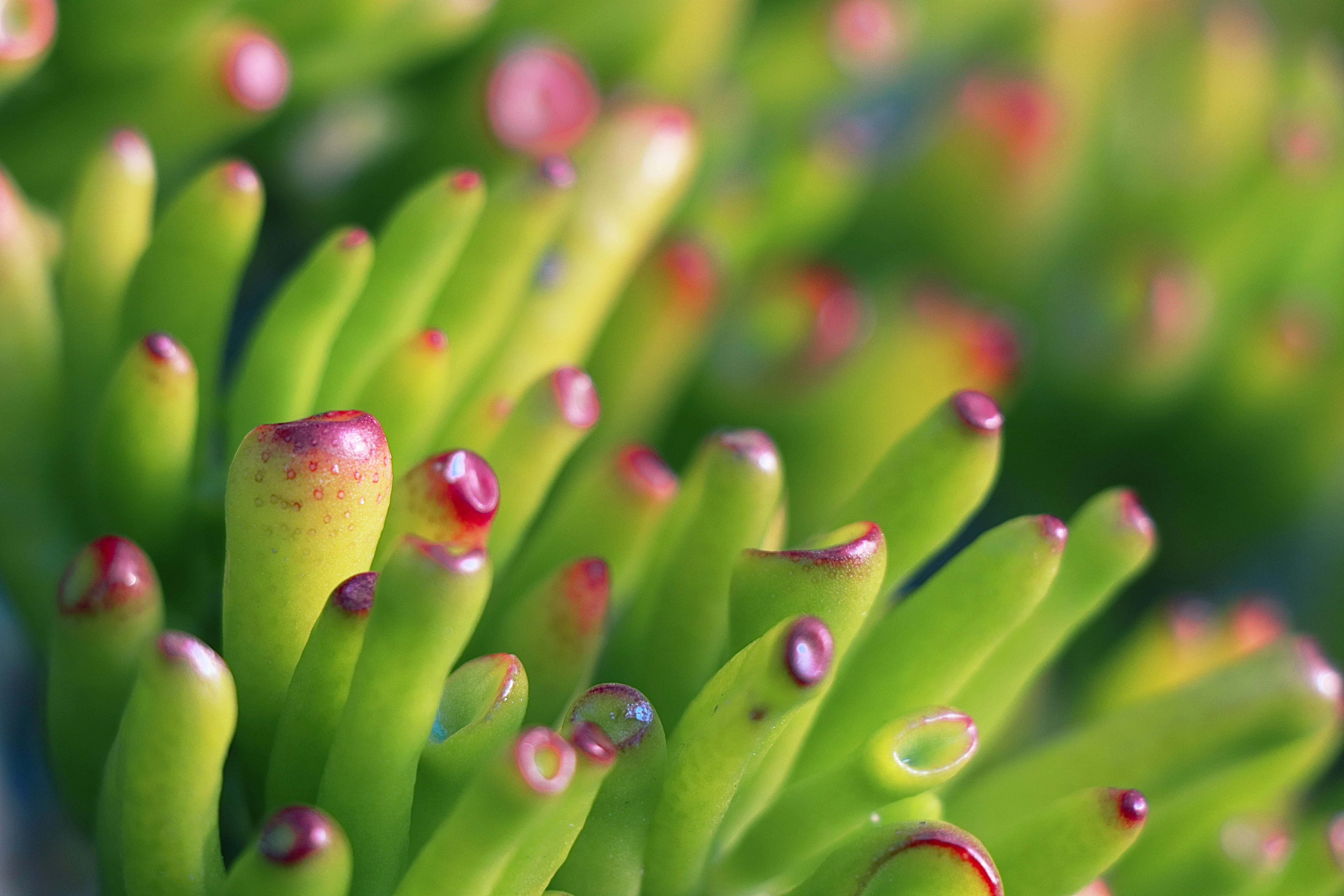 Planta verde en lente macro