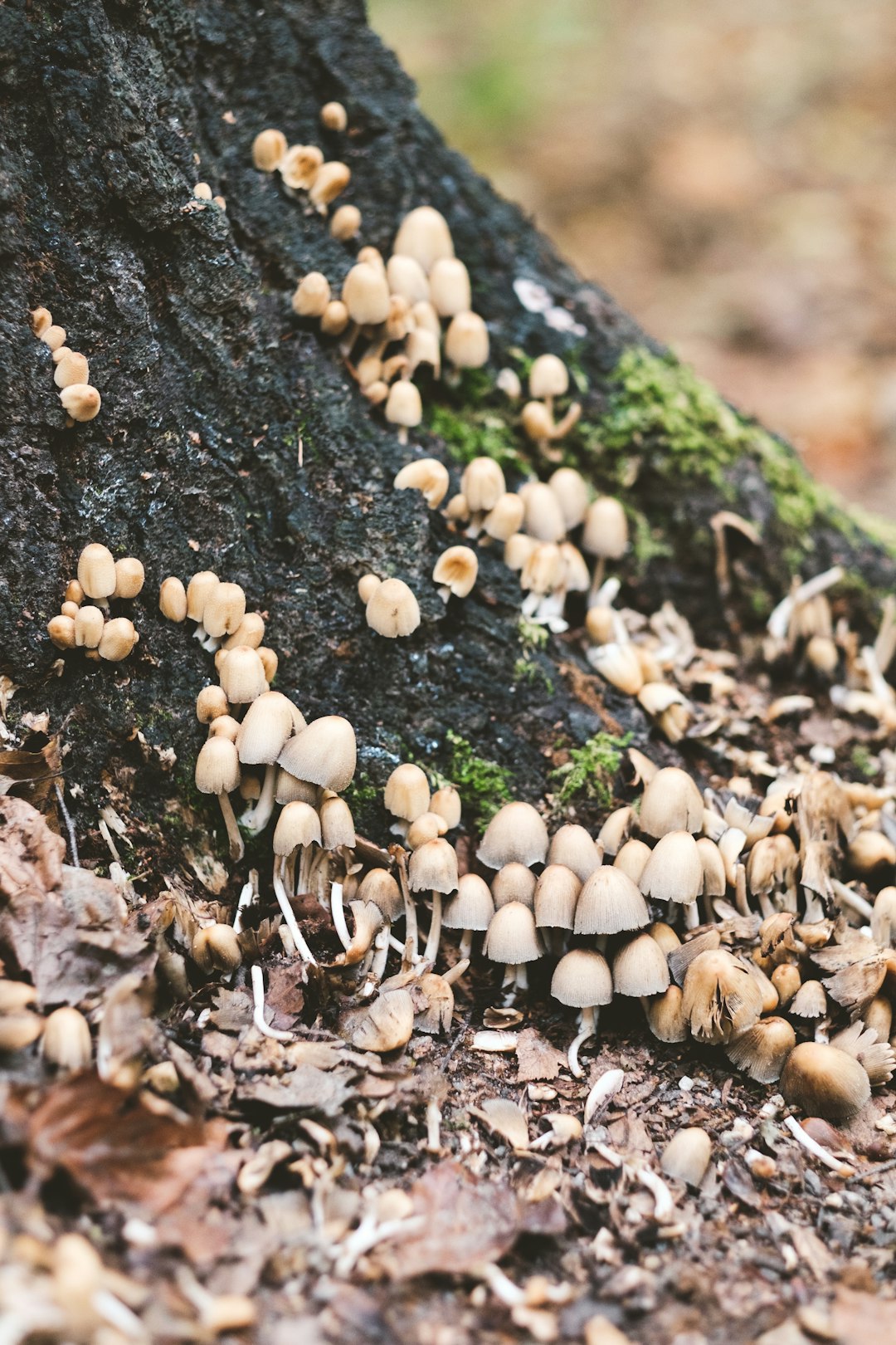 white mushrooms on black tree trunk