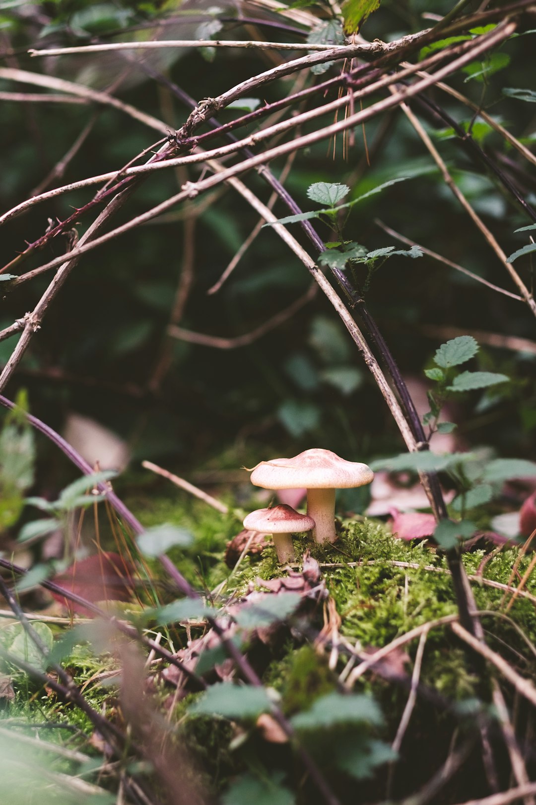 white mushroom on brown tree branch