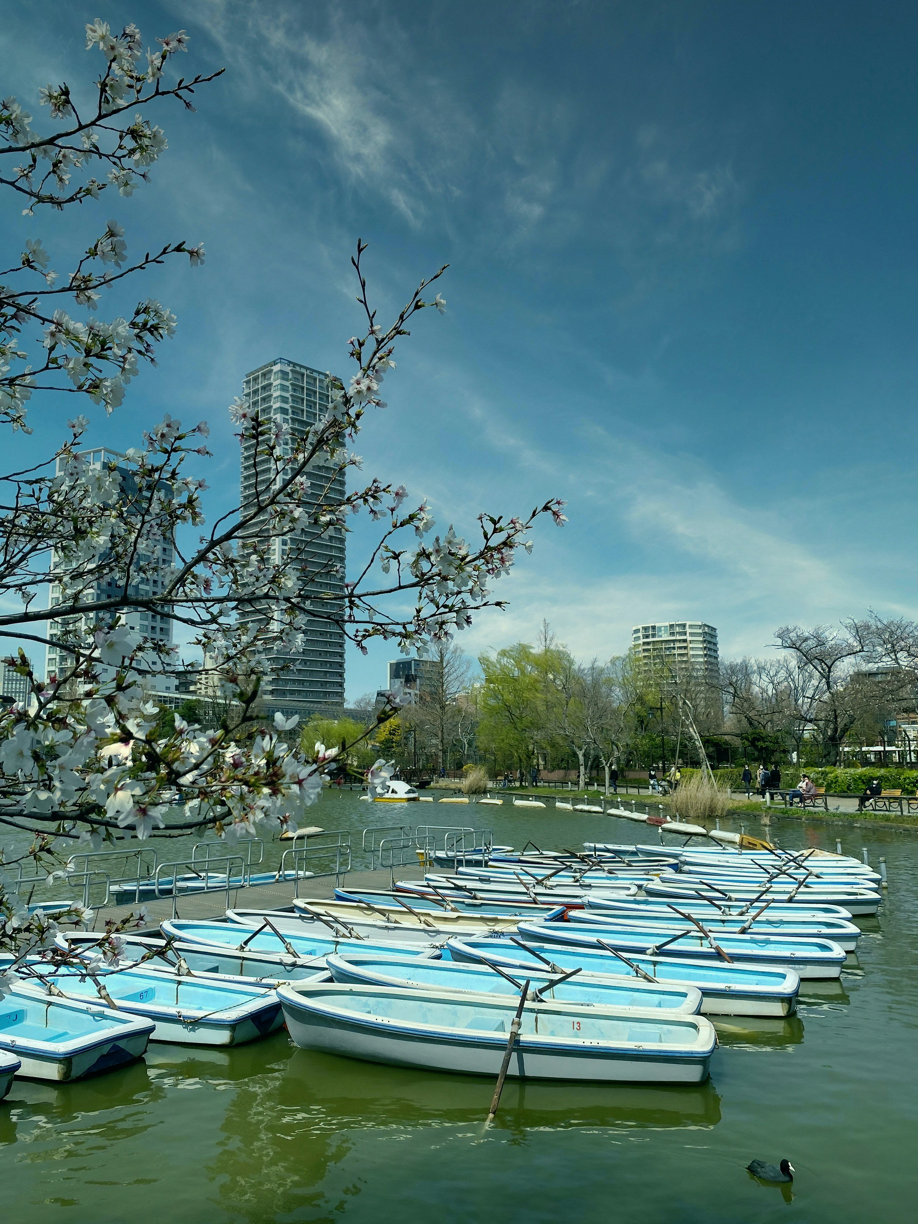 A coot swims by rental rowboats in springtime at Shinobazu Pond, Ueno Park, Taito City, Tokyo, Japan. Sakura (cherry blossoms) are blooming.